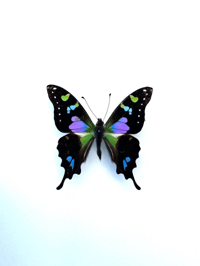 Graphium Weiskei