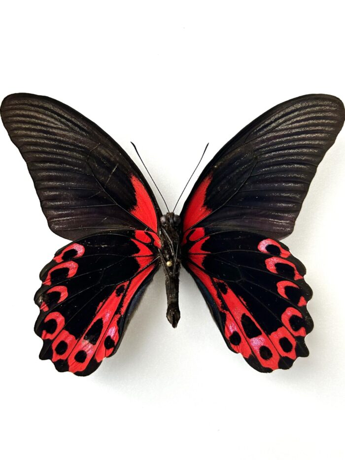 Papilio Rumanzovia