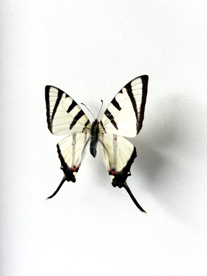 Graphium Agetes - Image 3