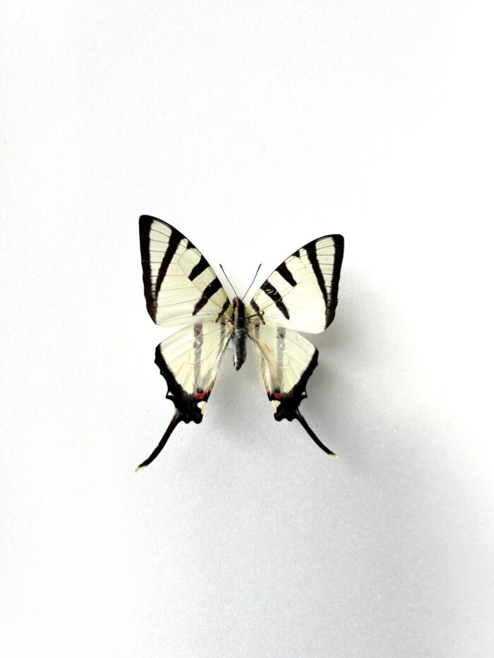 Graphium Agetes - Image 2