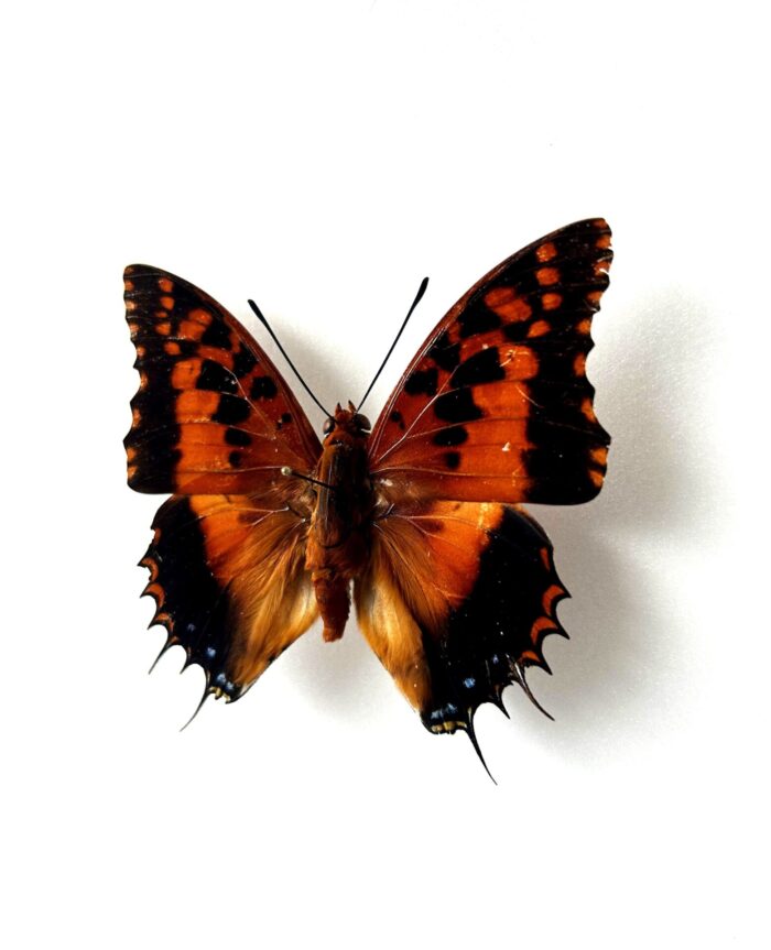 Charaxes Andranadorus - Image 2