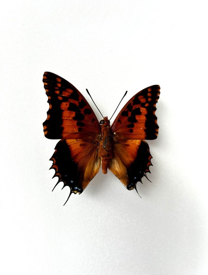 Charaxes Andranadorus - Image 3