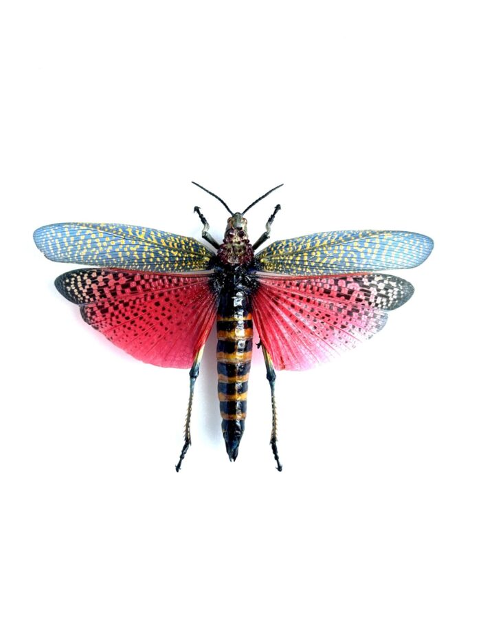 Phymateus Saxosus - Sauterelle Géante Naturalisé de Qualité A1