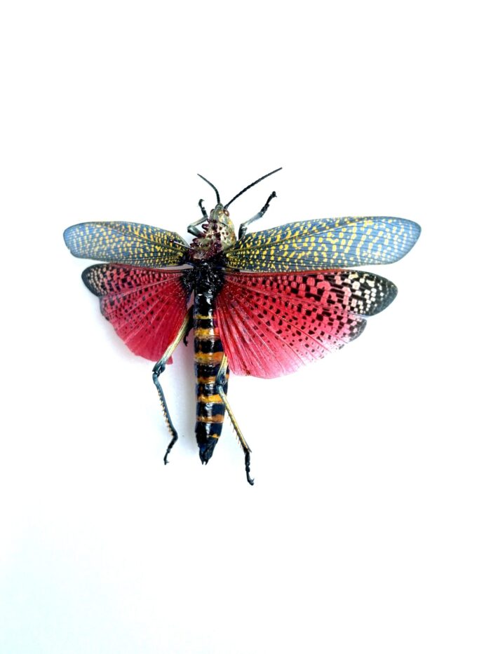 Phymateus Saxosus - Sauterelle Géante Naturalisé de Qualité A1 – Image 3