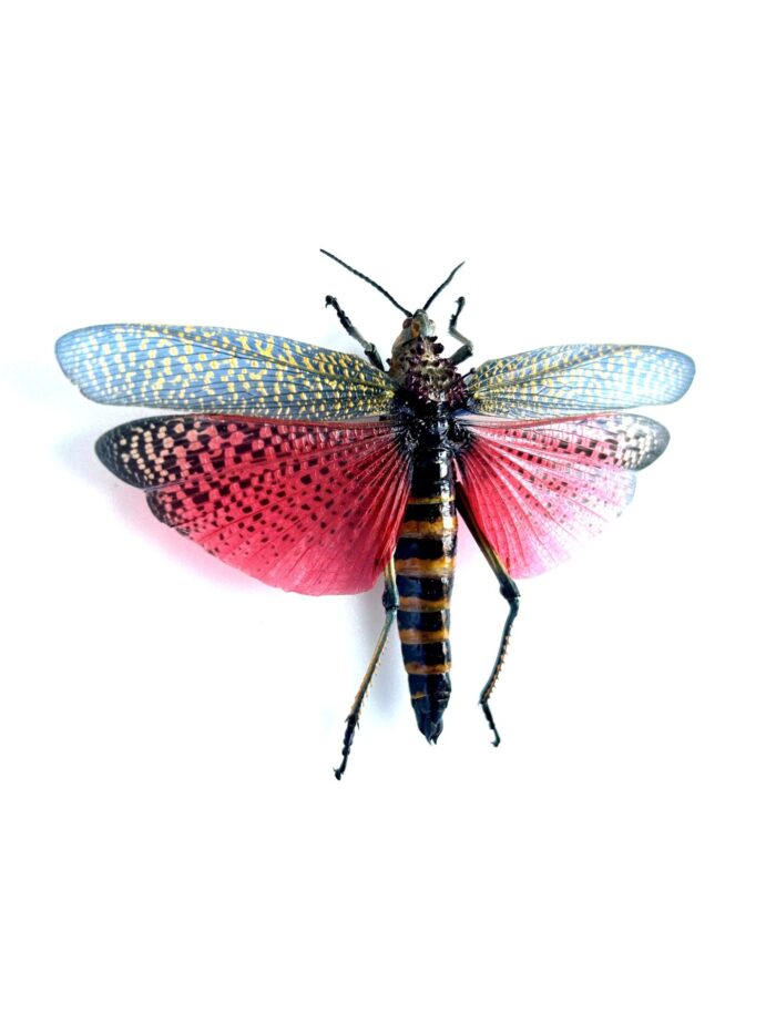 Phymateus Saxosus - Sauterelle Géante Naturalisé de Qualité A1 – Image 2