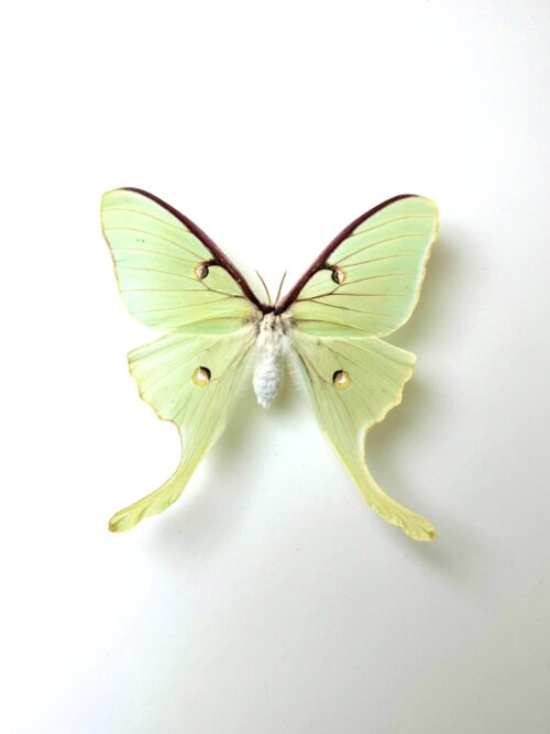 Actias luna naturalisé – papillon lune vert