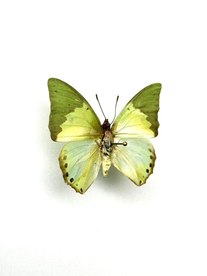 Charaxes Eupale - Image 3