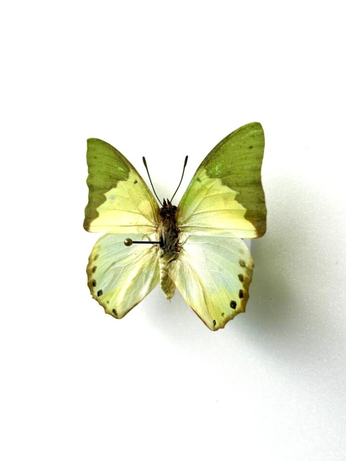 Charaxes Eupale - Image 2