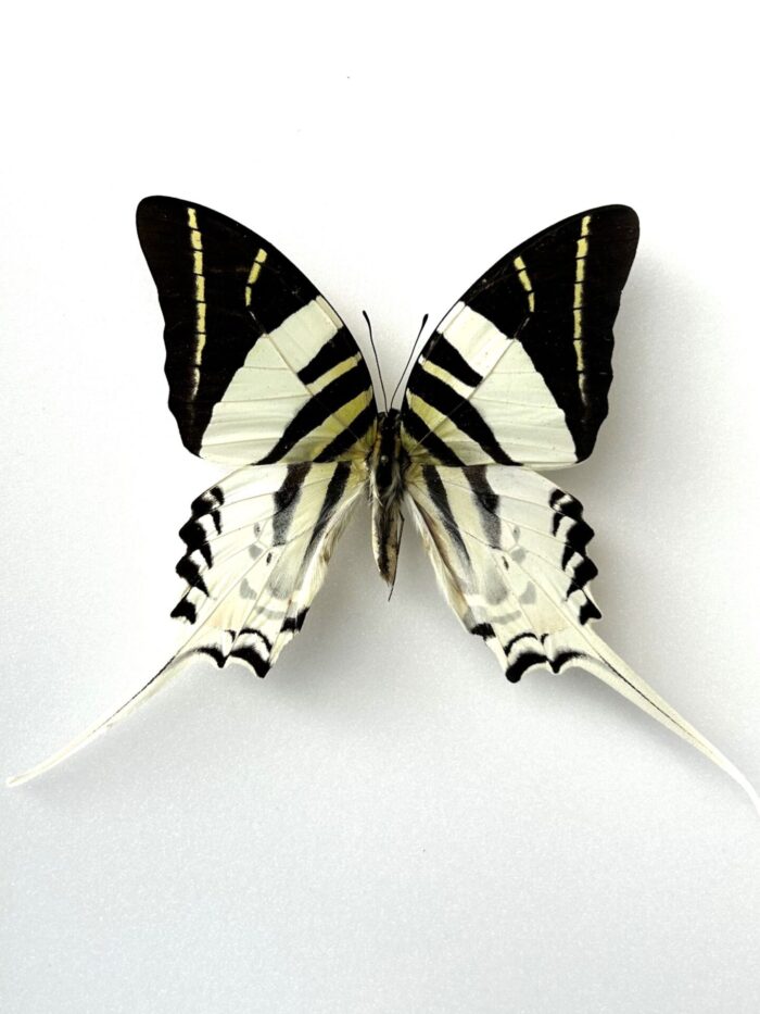 Graphium Androcles