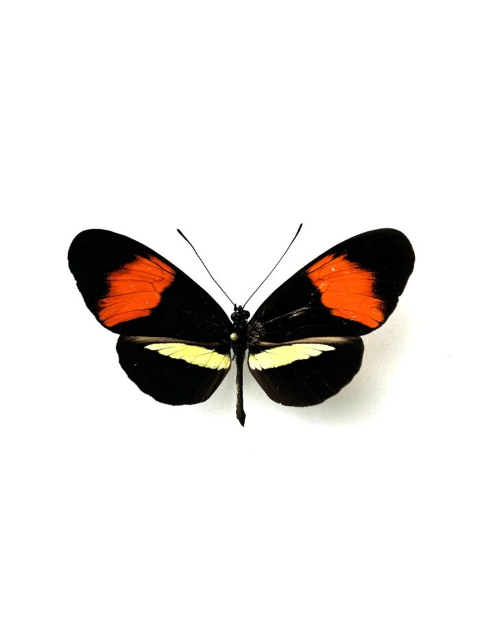 Heliconius Erato Phyllis