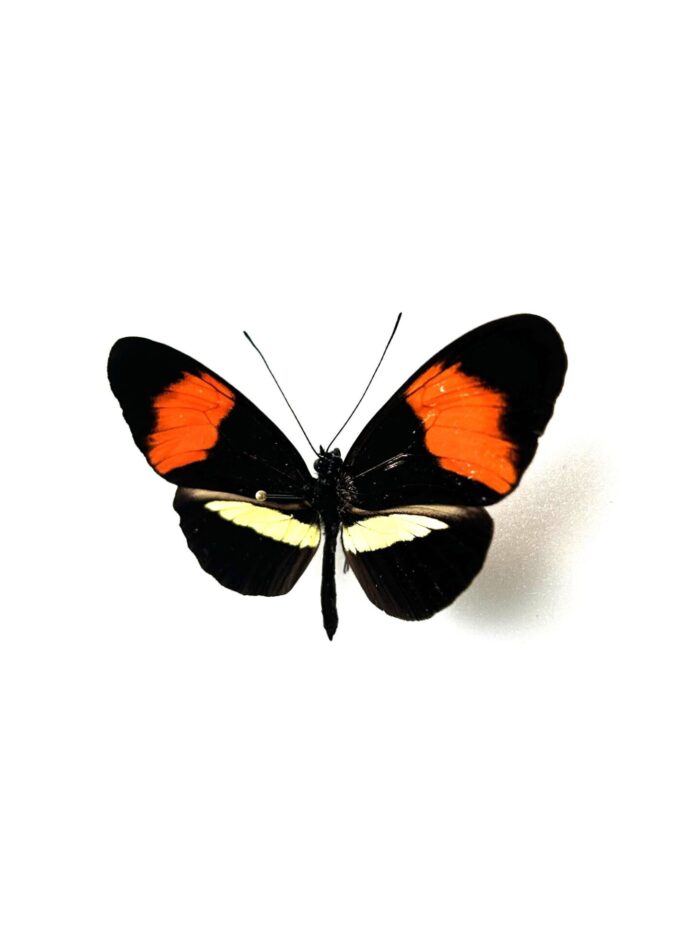 Heliconius Erato Phyllis - Image 3