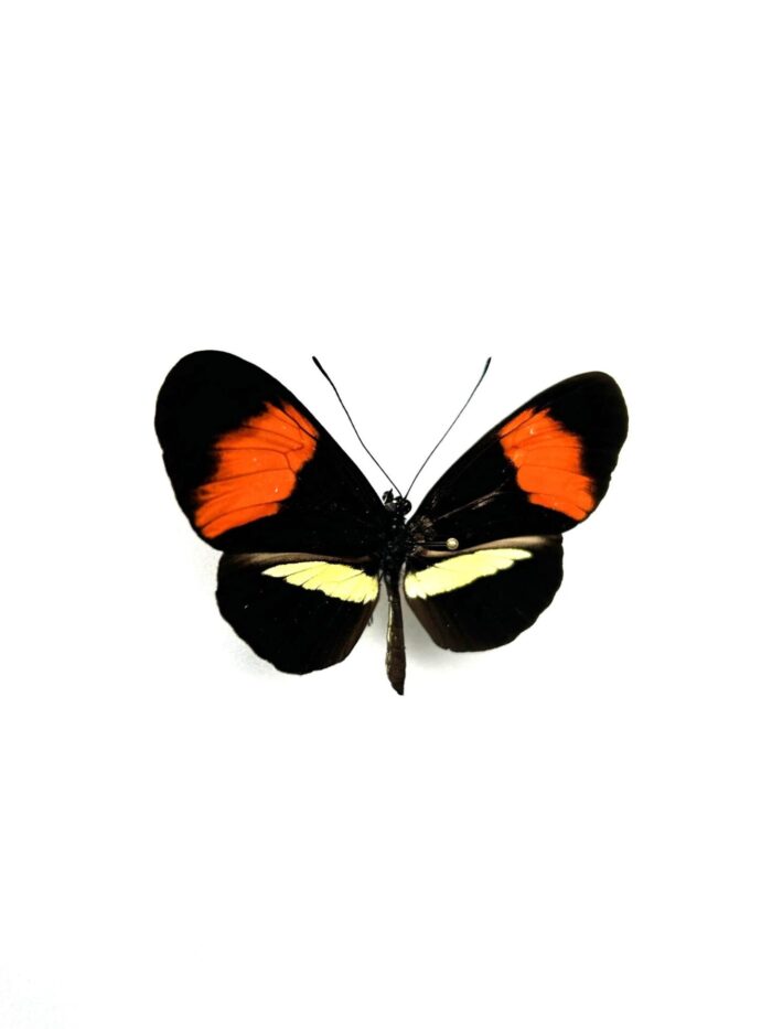 Heliconius Erato Phyllis - Image 2