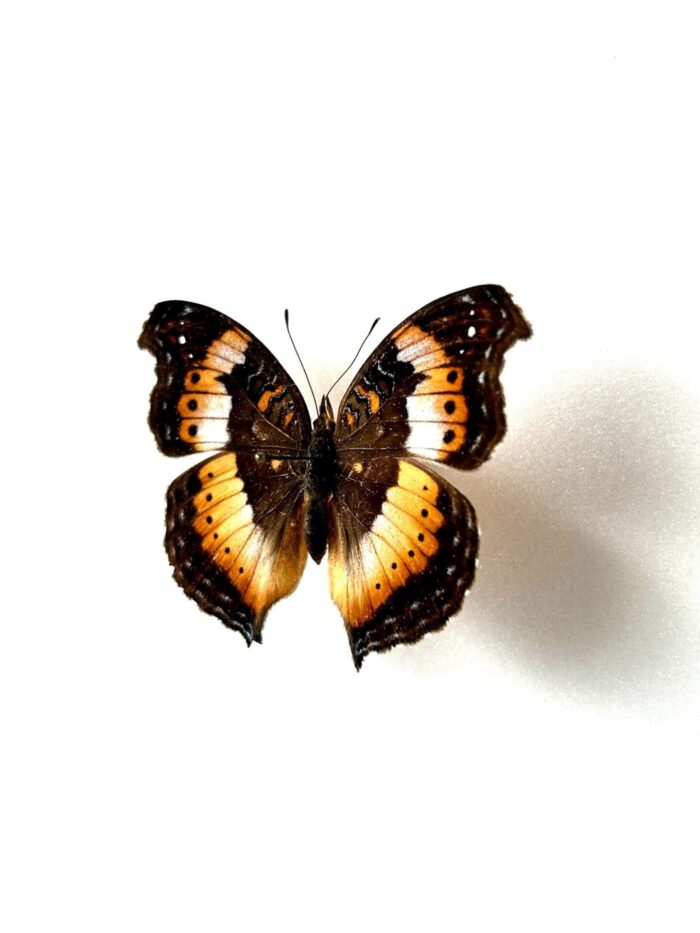 Junonia Andremiaja - Image 3