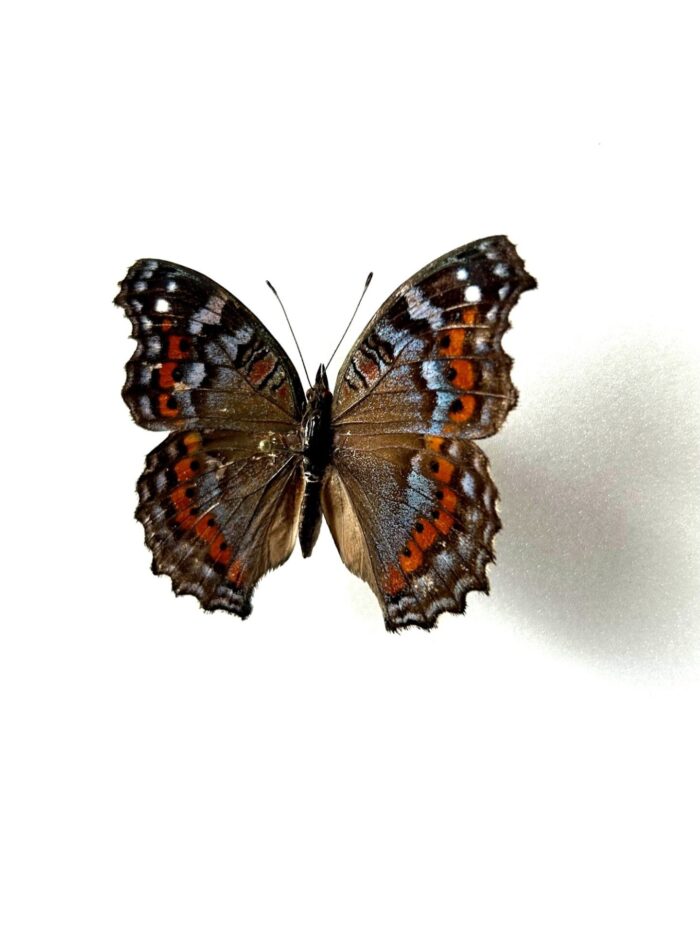 Junonia Pelarga - Image 3