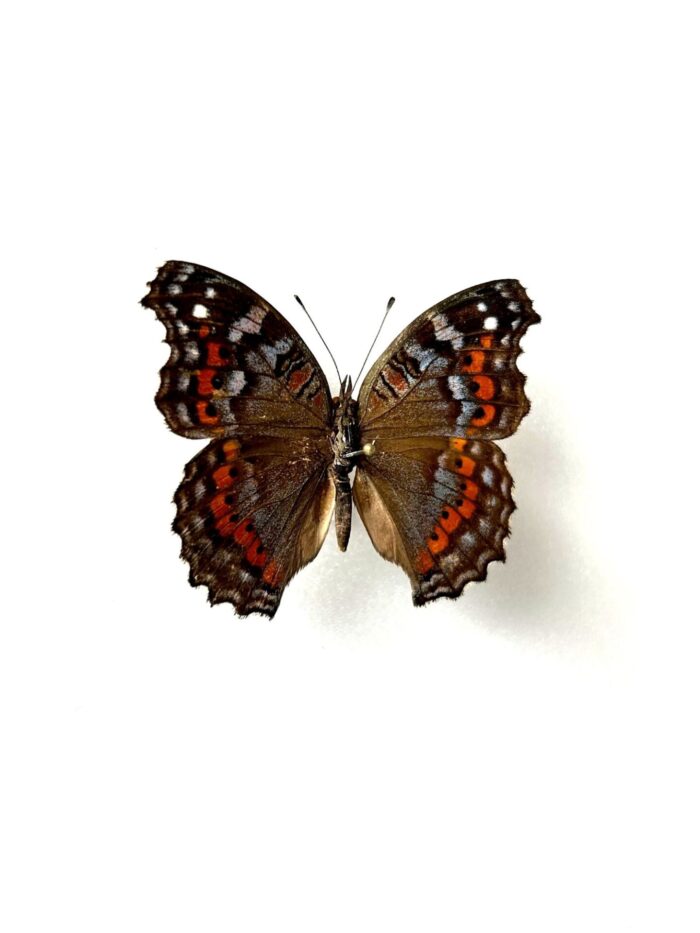 Junonia Pelarga - Image 2