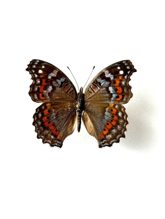 Junonia Pelarga