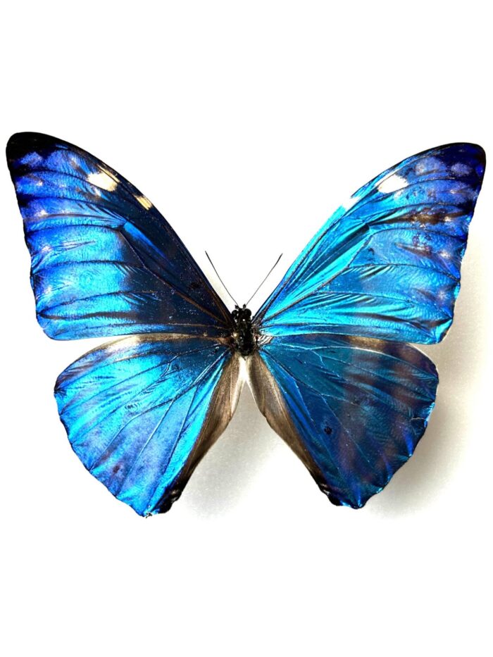 Morpho Adonis