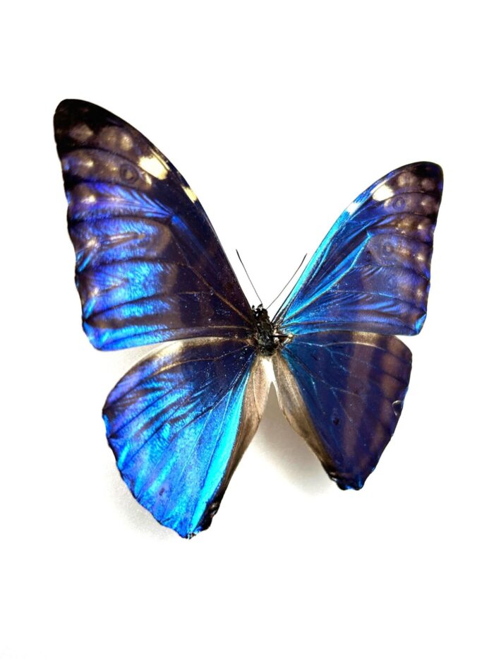 Morpho Adonis - Image 2