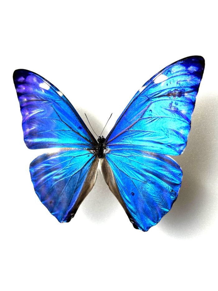 Morpho Adonis - Image 3