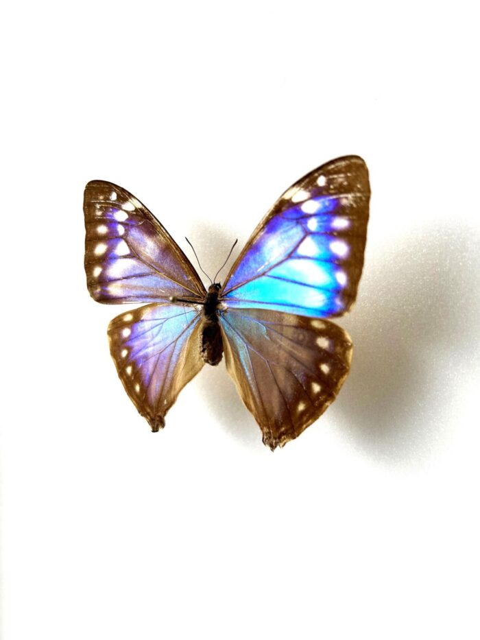 Morpho Aega - Image 3