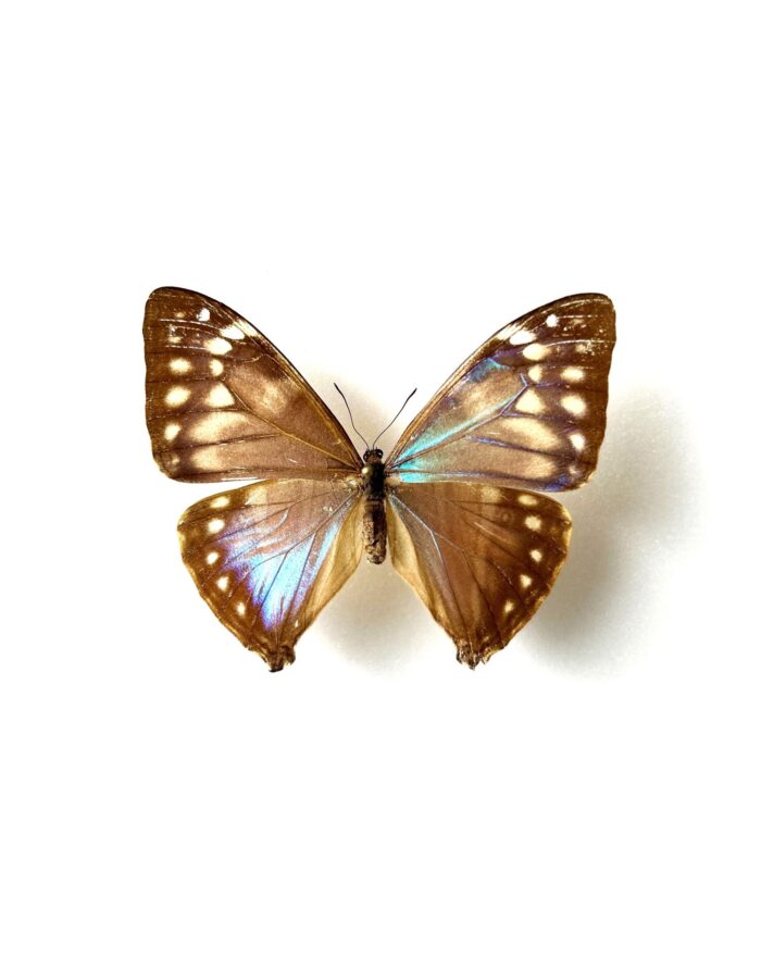 Morpho Aega