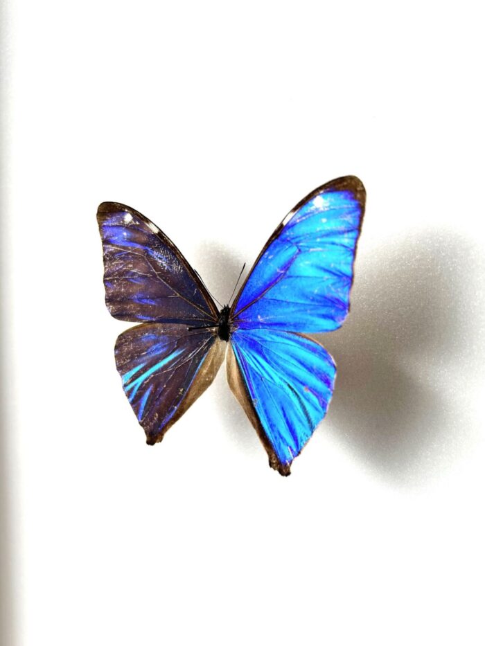 Morpho Aega - Image 6