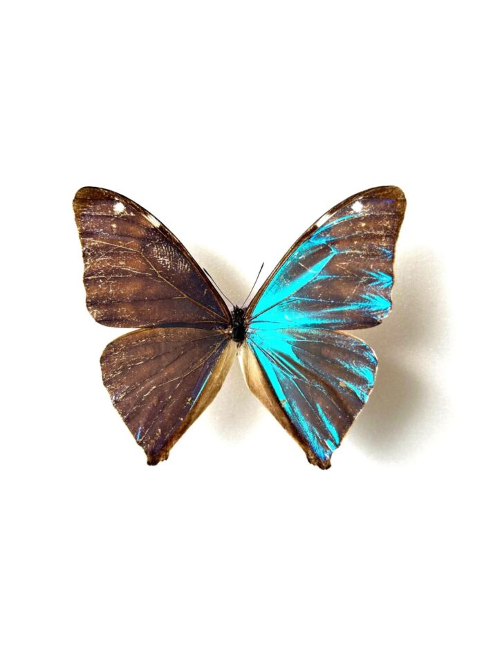 Morpho Aega - Image 4