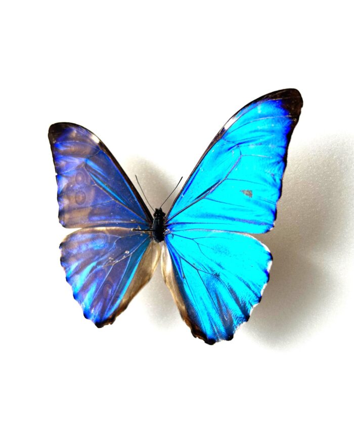 Morpho Aurora Aureola - Image 3