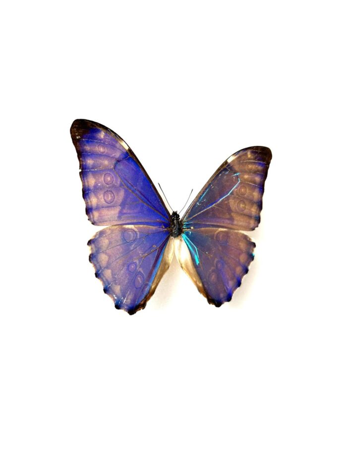 Morpho Aurora Aureola - Image 2