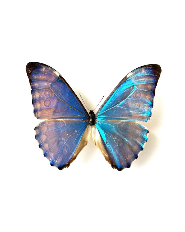 Morpho Aurora Aureola