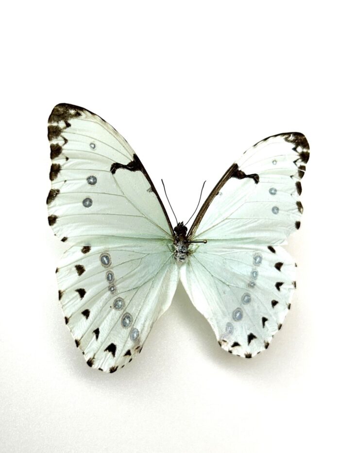 Morpho Catenarius - Image 2