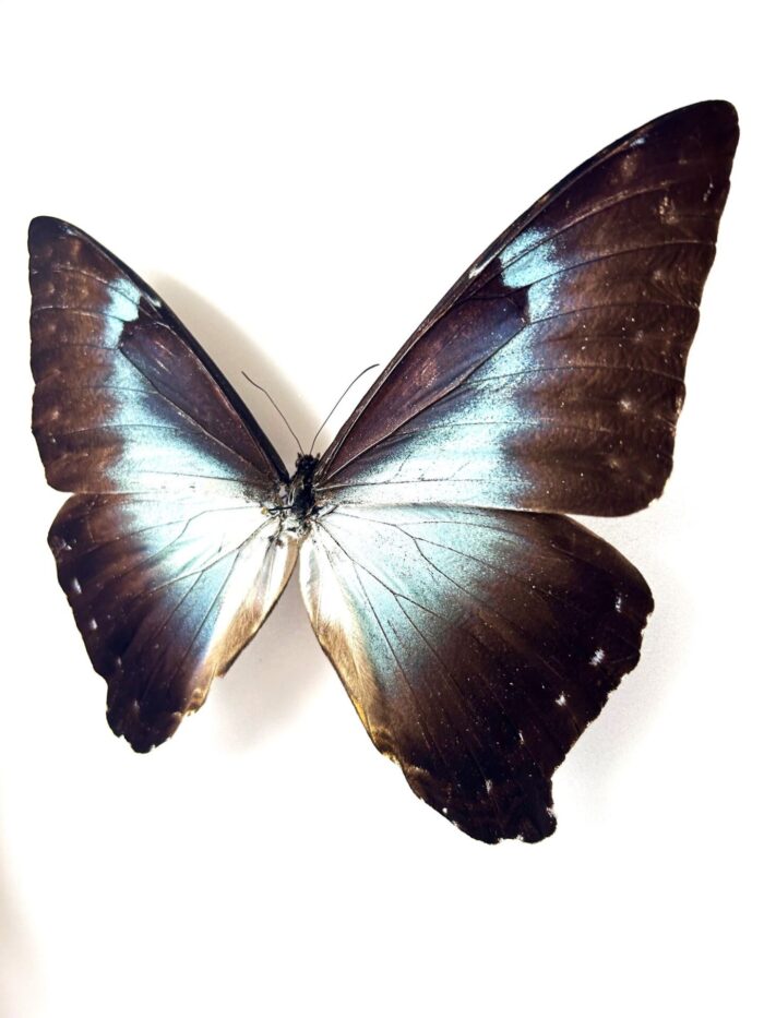 Morpho Cisseis - Image 3