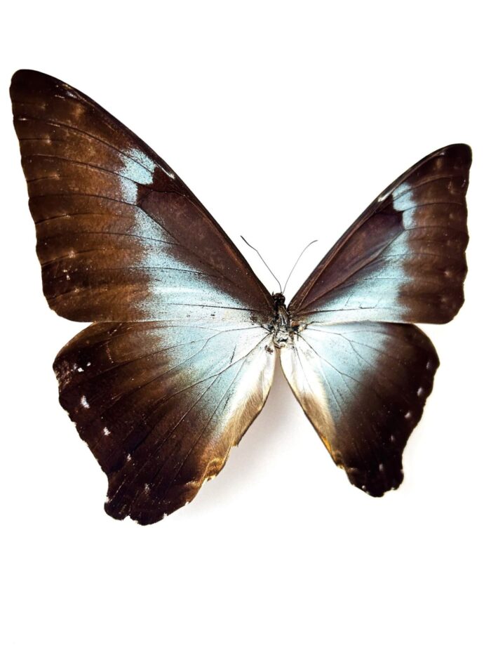 Morpho Cisseis - Image 2