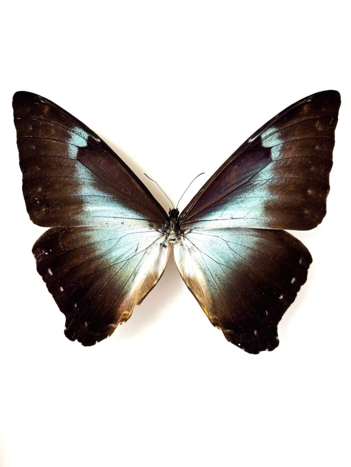 Morpho Cisseis