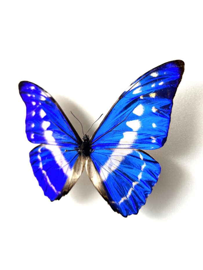 Morpho Cypris - Image 3