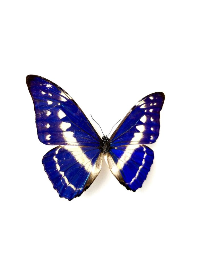 Morpho Cypris - Image 2