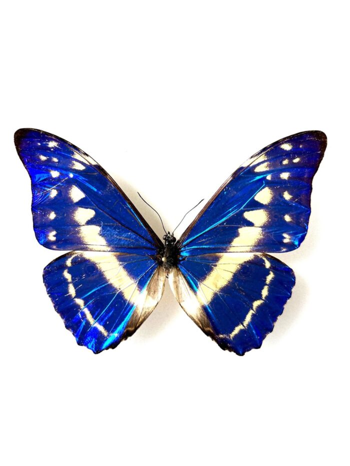 Morpho Cypris