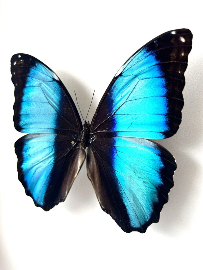 Morpho Deidamia - Image 4