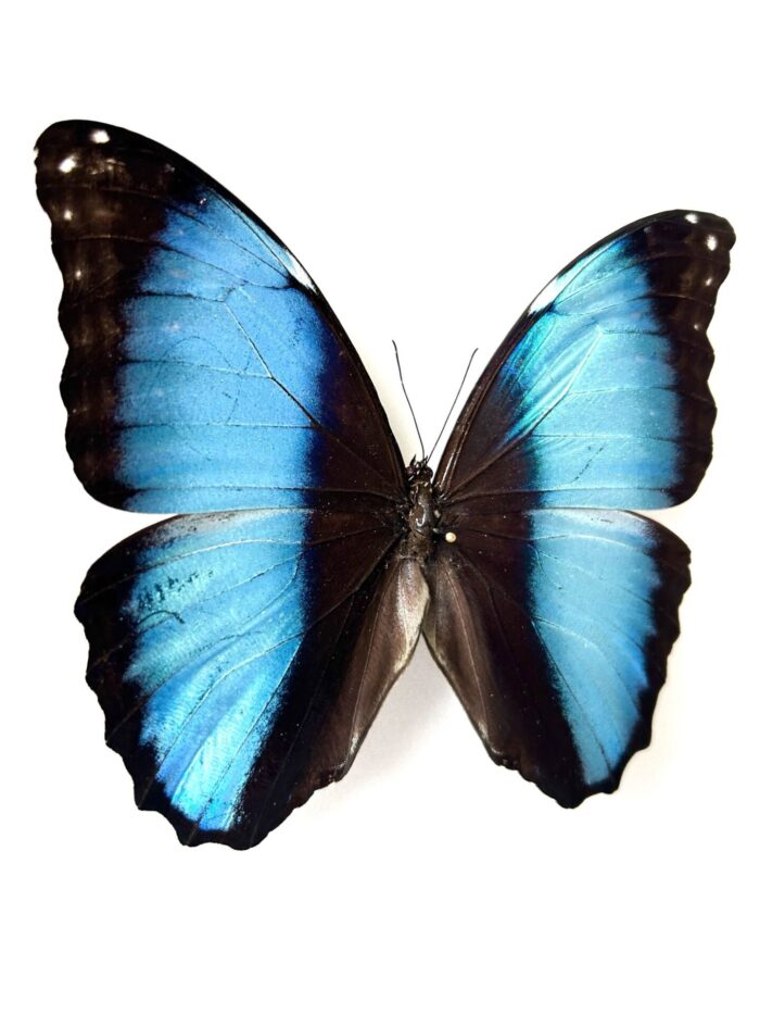 Morpho Deidamia - Image 5