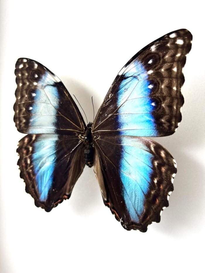 Morpho Deidamia - Image 2