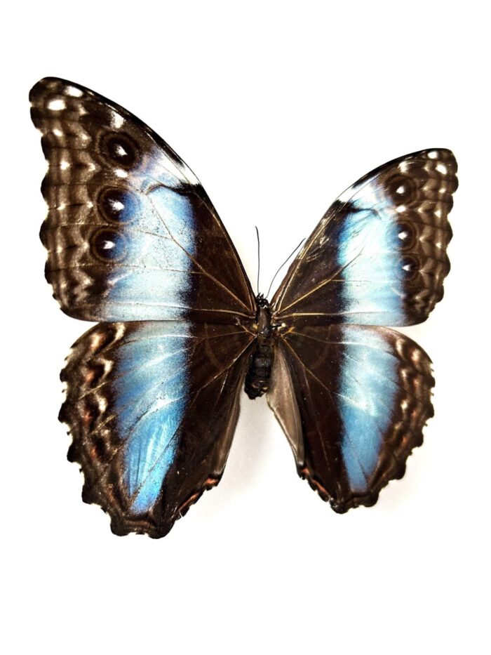 Morpho Deidamia - Image 3