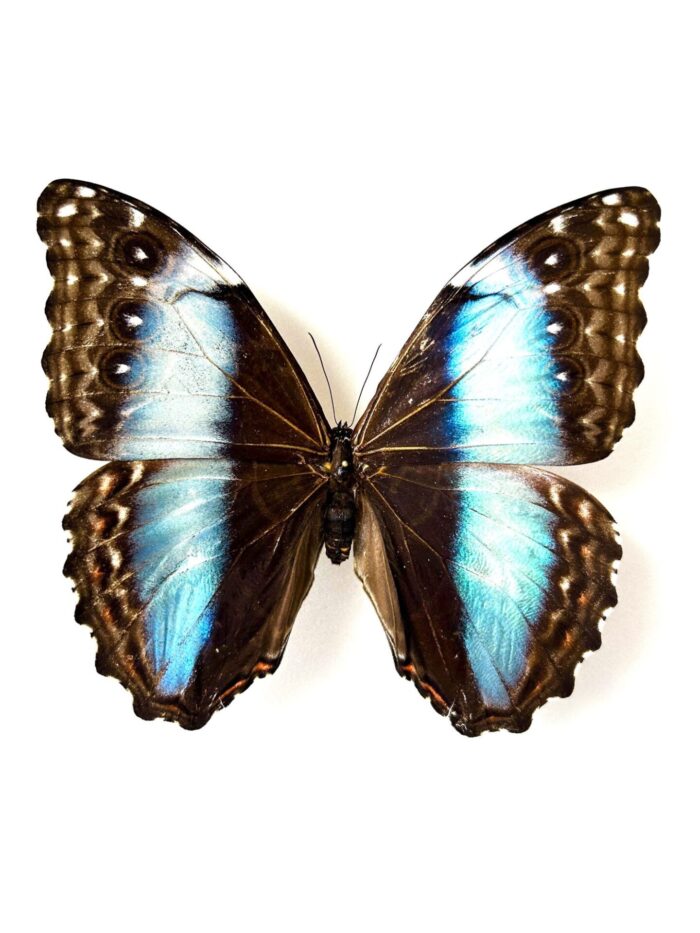 Morpho Deidamia