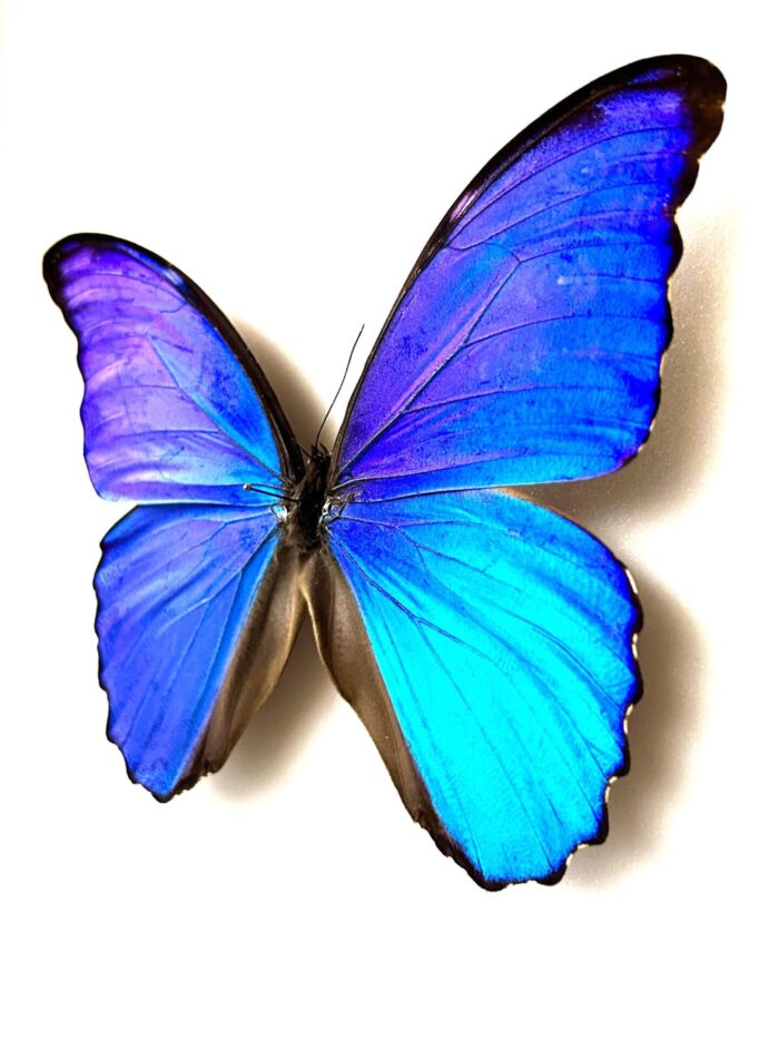 Morpho Didius - Image 3