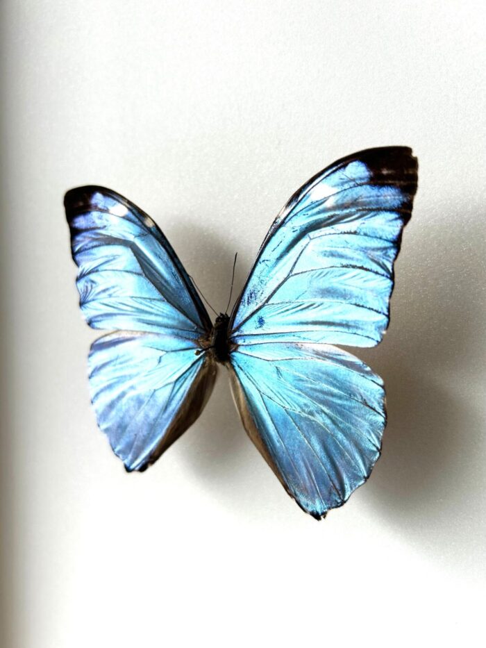 Morpho Eugenia - Image 6