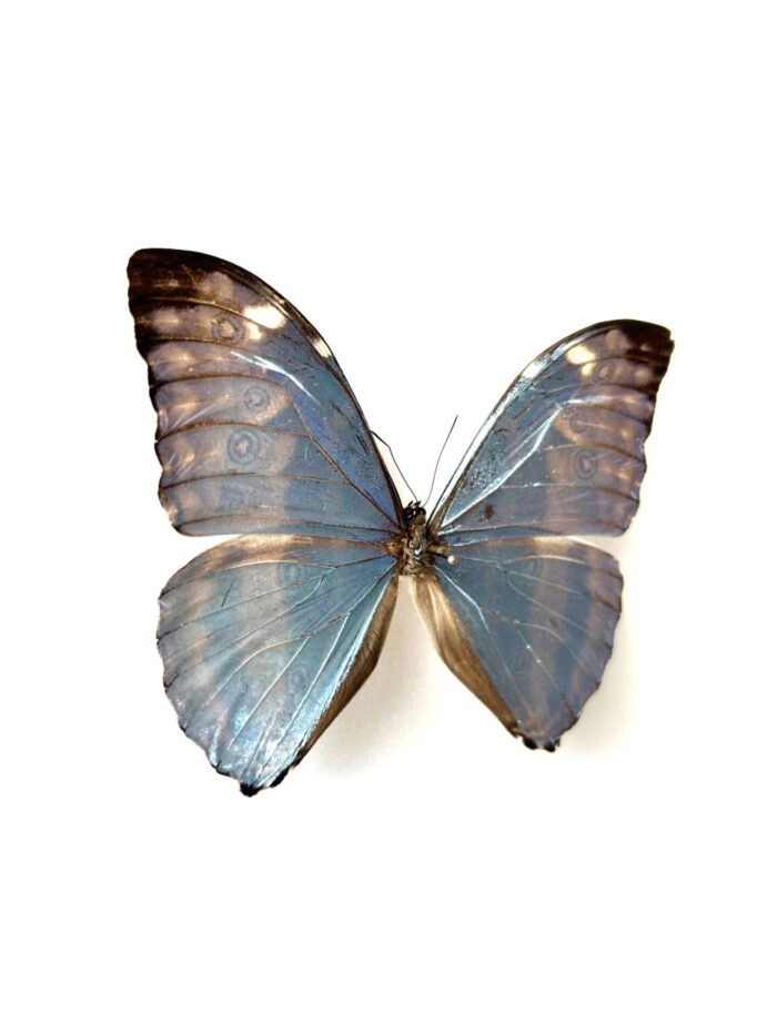 Morpho Eugenia - Image 5