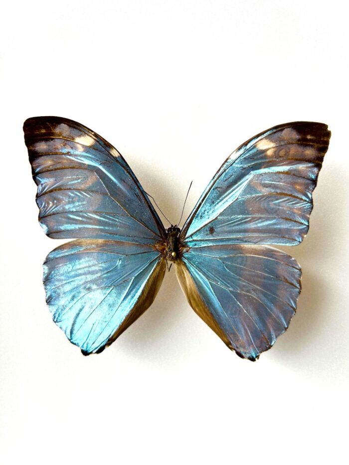 Morpho Eugenia - Image 4