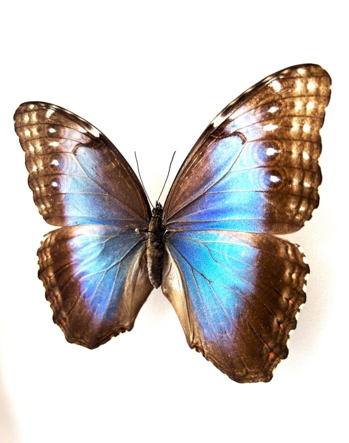 Morpho Peleides - Image 3