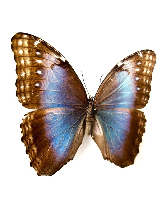 Morpho Peleides - Image 2