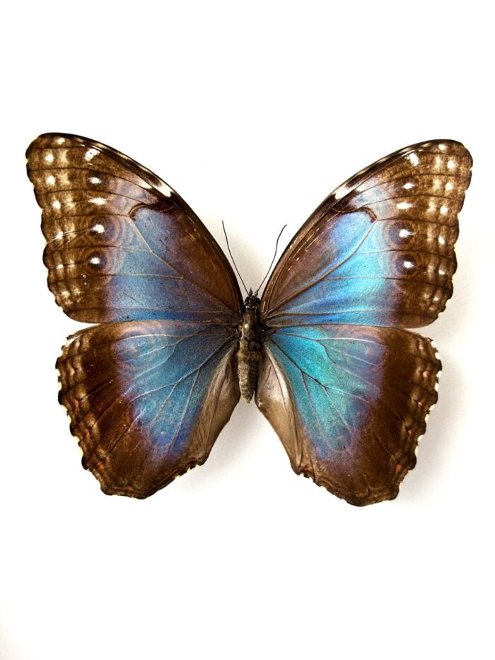 Morpho Peleides