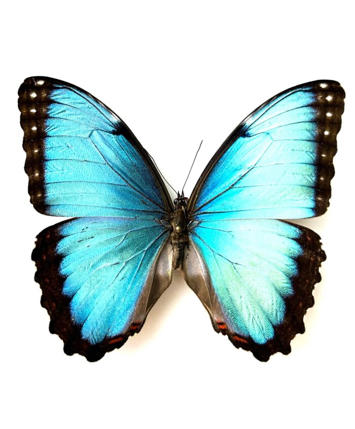 Morpho Peleides - Image 4